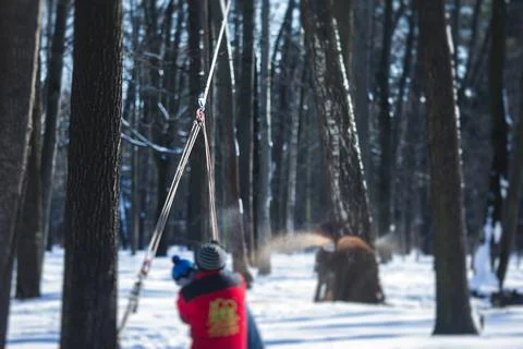 Process of felling the trees, team of professional lumberjack woodcutter cutt Stock Photos