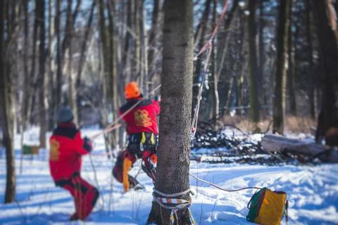 Process of felling the trees, team of professional lumberjack woodcutter cutt Stock Photos