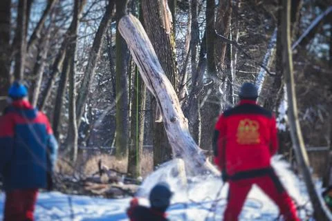 Process of felling the trees, team of professional lumberjack woodcutter cutt Stock Photos