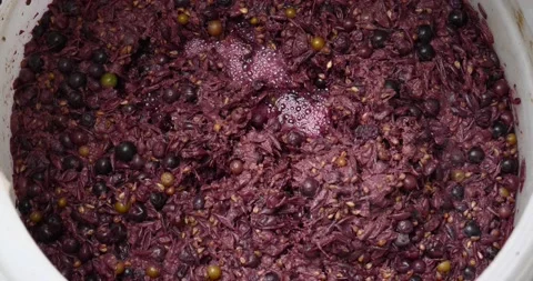 Process fermentation grapes of red wine in a barrel Stock Footage 213381306