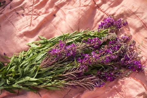 Process of fermentation of tea. Manual processing Ivan tea fermentation Stock Photos