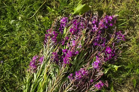 Process of fermentation of tea. Manual processing Ivan tea fermentation Stock Photos