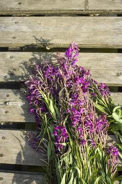 Process of fermentation of tea. Manual processing Ivan tea fermentation Stock Photos
