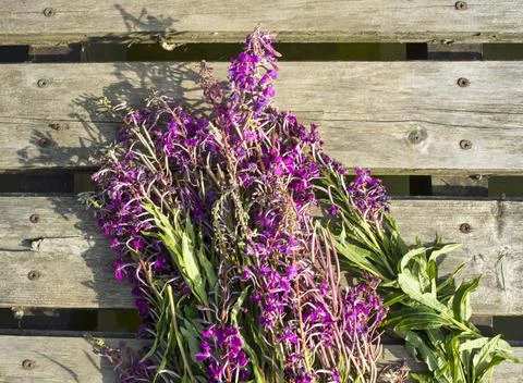 Process of fermentation of tea. Manual processing Ivan tea fermentation Stock Photos