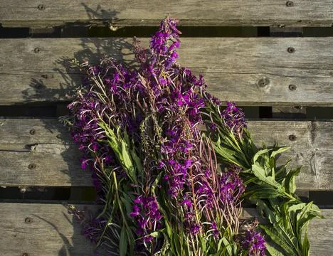 Process of fermentation of tea. Manual processing Ivan tea fermentation Stock Photos
