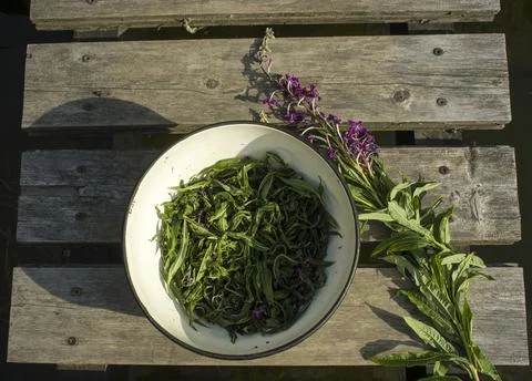 Process of fermentation of tea. Manual processing Ivan tea fermentation Stock Photos