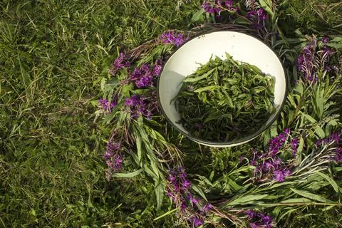 Process of fermentation of tea. Manual processing Ivan tea fermentation Stock Photos