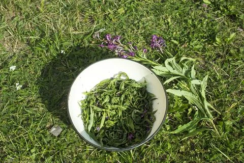 Process of fermentation of tea. Manual processing Ivan tea fermentation Stock Photos