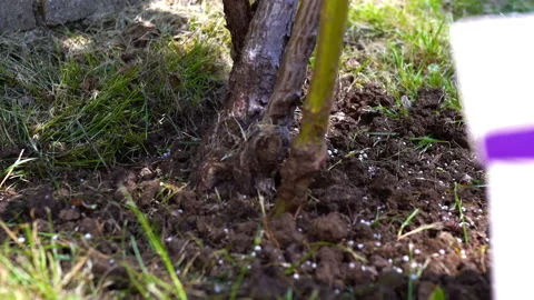 Process of fertilizing plants for better growing, adding granulated fertilizer Stock Footage 205513813