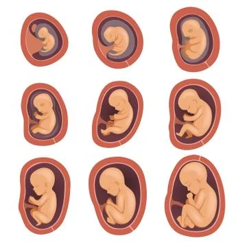 Process of fetal development. Pregnancy from 1st to 9th months. Flat vector Stock Illustration