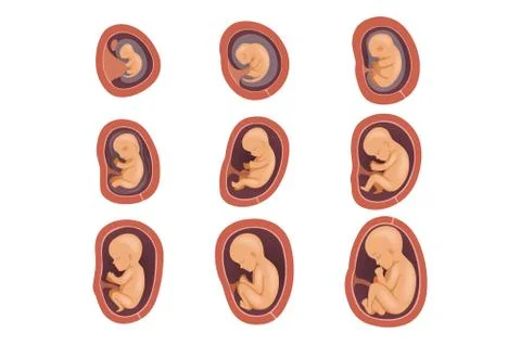 Process of fetal development. Pregnancy from 1st to 9th months. Flat vector Stock Illustration