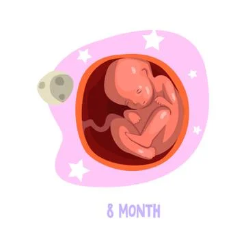 Process of fetus development inside womb. 8th month of pregnancy. Vector design Stock Illustration