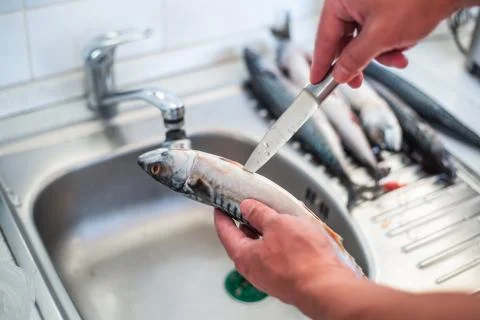 Process of filleting or preparing a fish to cook, food concept Stock Photos