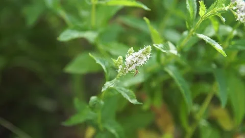 Process of flowers pollination by insects. Stock Footage 168127985