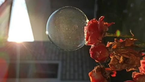 Process of freezing soap bubble in frost outside, on dried roses in front of sun Stock Footage 220569418