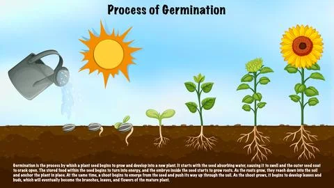 Process of Germination Diagram for Science Education Stock Illustration