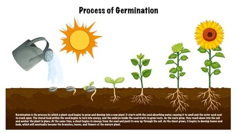 Process of Germination Diagram for Science Education Stock Illustration