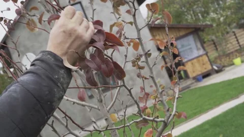 The process of getting rid of trees from dry leaves by hand before wintering Stock Footage 143387280