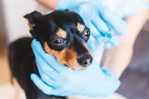 Process of giving a medicine injection to a small breed dog with a syringe, V Stock Photos