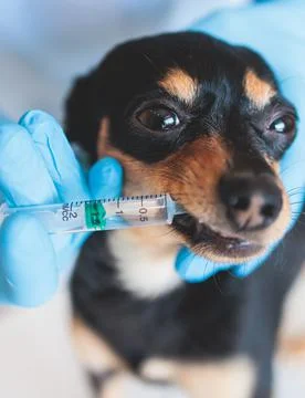 Process of giving a medicine injection to a small breed dog with a syringe, V Stock Photos