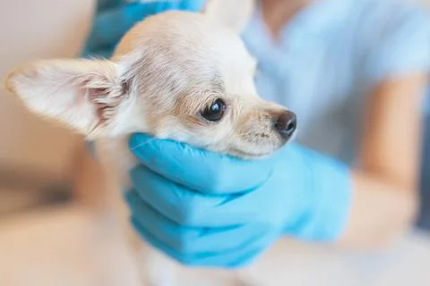 Process of giving a medicine injection to a tiny small breed little dog with  Stock Photos