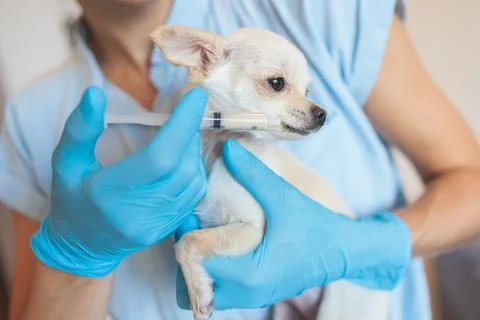 Process of giving a medicine injection to a tiny small breed little dog with  Stock Photos