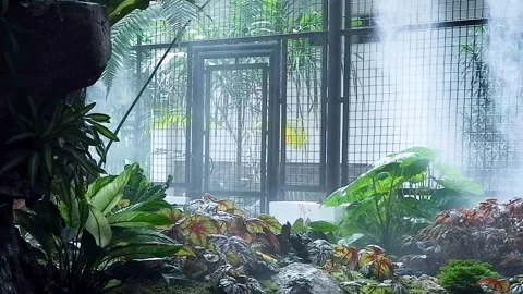 The process of giving mist in the park of begonia plants Stock Footage 305372177