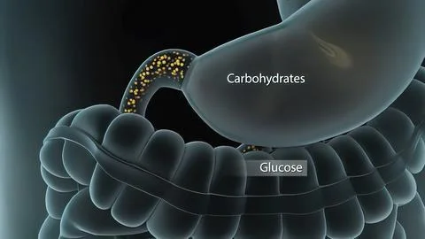 Process Glucose Diabetes in body . Stock Illustration