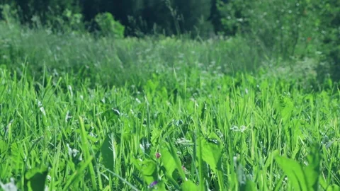 The process of grass growing in a meadow 库存影片 258854449