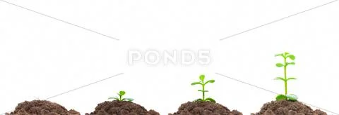 Process of green plan growing in soil. isolated on white. concepts of new lif Stock Photos