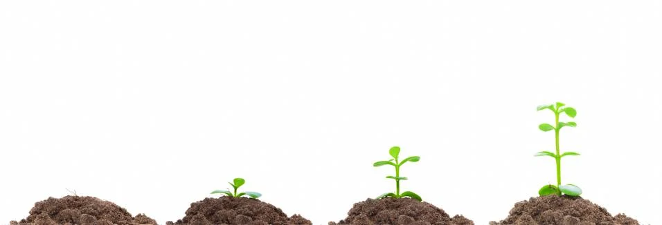 Process of green plan growing in soil. isolated on white. concepts of new lif Stock Photos