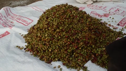 The process of grinding coffee Video stock 279523701