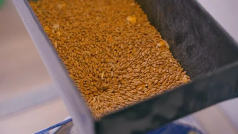 The process of grinding wheat in an electric mill, close-up Video stock 314362336
