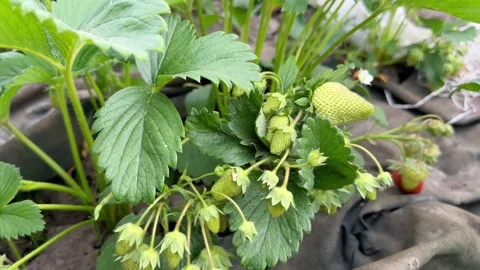 The process of growing and caring for strawberries Stock Footage 243514977