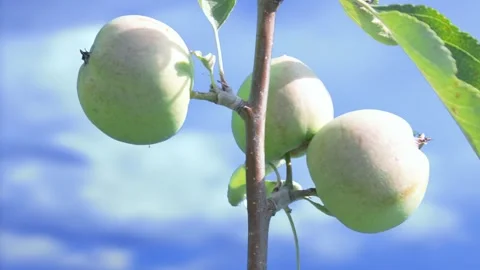 The process of growing apples on a tree Stock Footage 258854673