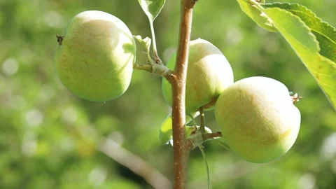 The process of growing apples on a tree Stock Footage 258854704