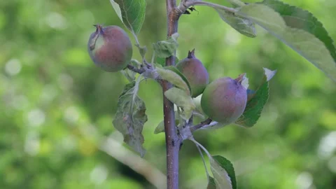 The process of growing apples on a tree Stock Footage 258854728