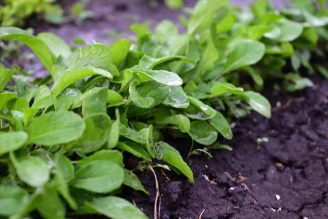 The process of growing arugula ruccola. Young arugula ruccola in the open fie Stock Photos