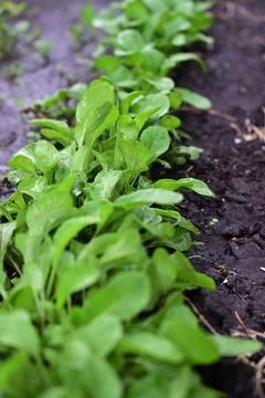 The process of growing arugula ruccola. Young arugula ruccola in the open fie Stock Photos
