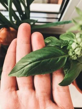 Process of growing basil at home in pot. Hand holding fresh big green fresh b Stock Photos