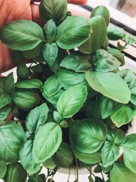 Process of growing basil at home in pot. Hand holding fresh big green fresh b Stock Photos