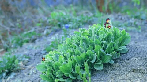 The process of growing flowers in the garden Stock Footage 258854301