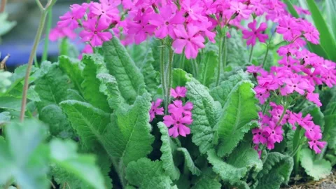 The process of growing flowers in the garden Stock Footage 258854306