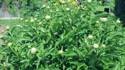 The process of growing flowers in the garden Stock Footage 258854429