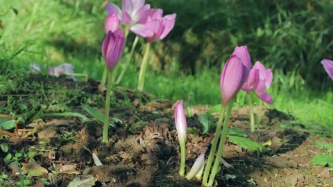 The process of growing flowers in the garden Video stock 258854578