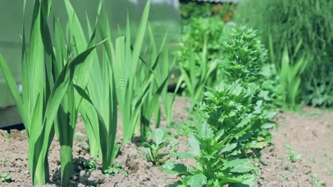 The process of growing flowers in the garden Video stock 258854619