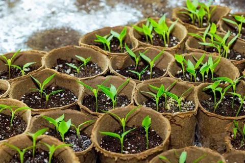 Process of growing pepper seedlings in containers at a greenhouse Stock Photos