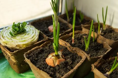 Process of growing seedlings in peat containers on windowsill in spring Stock Photos