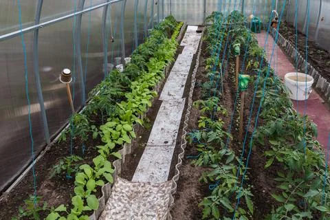 The process of growing tomatoes in a greenhouse Stock Photos