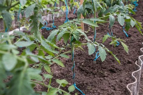 The process of growing tomatoes in a greenhouse Stock Photos